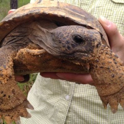 Update: FWC coordinates gopher tortoises release