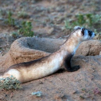 Ted Turner Ranch Aims to Aid Endangered Black-Footed Ferrets