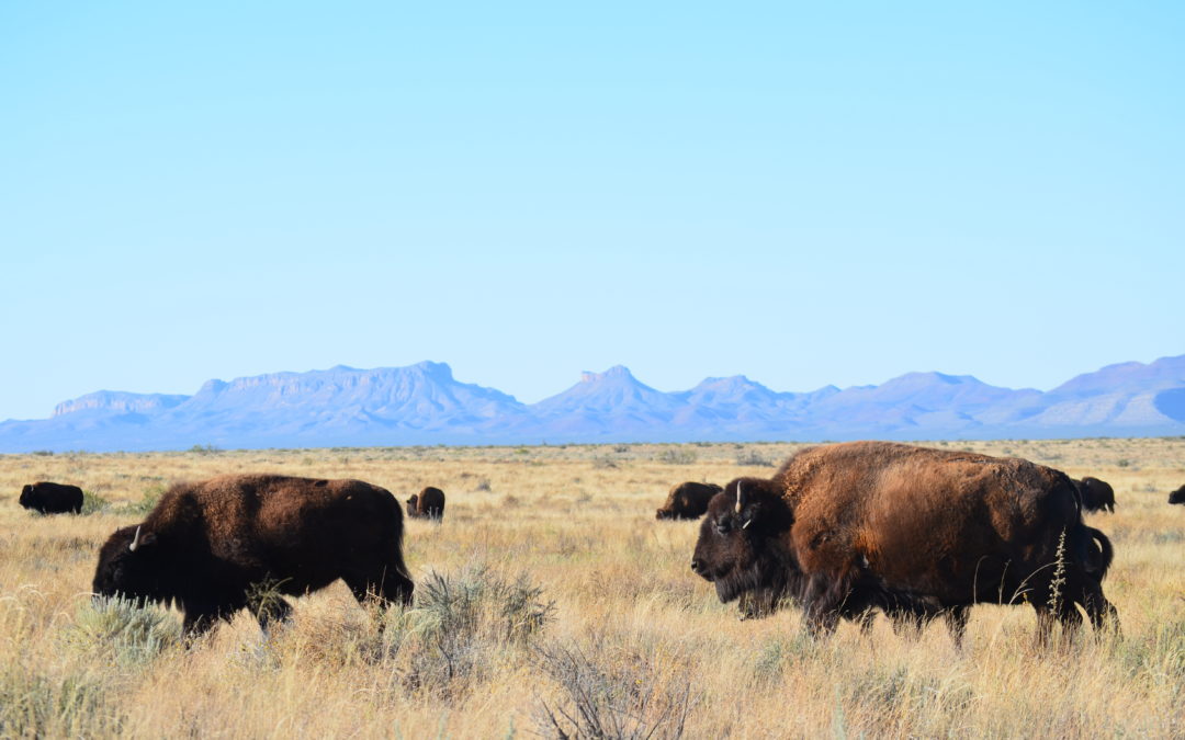 Turner foresees profit on ranches, where wildlife preservation meets luxury lodging